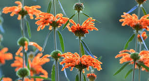 Wild Dagga plant