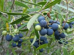Wild Olive plant
